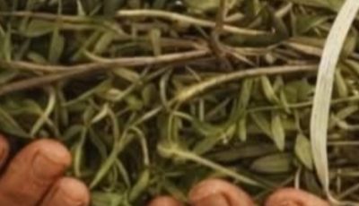 The Most Powerful Medicinal Plant Many People Still Ignore