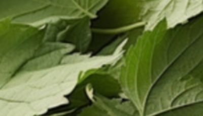 7 Healing Leaves That Naturally Support Diabetes, Blood Pressure, Pain Relief, Cholesterol, and Circulation