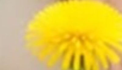 A plant that destroys cancer cells in 48 hours. 1000 times more effective than chemotherapy. I’ll give you the recipe for a simple “