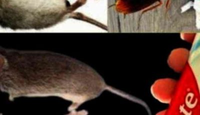 Toothpaste: A Surprising Ally Against Cockroaches and Ants — A Step-by-Step Guide
