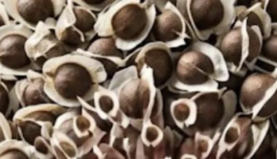 6 Nuts That May Support Your Body’s Natural Defenses After 45