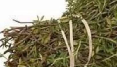 The Most Potent Herb That Destroys Parasites, Urinary Tract
