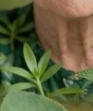 PURPLE BASIL: A NATURAL SHIELD FOR EYE HEALTH
