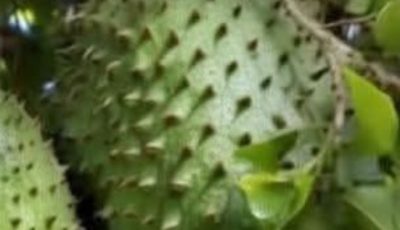 Soursop: benefits, diseases it helps relieve and how to prepare it naturally