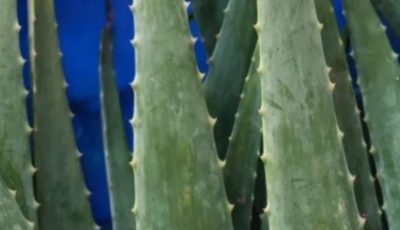 Aloe Vera and Honey: Natural Remedies for Wellness – What Science Really Says