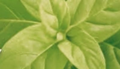 The Small Plant with Big Health Benefits