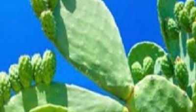 CACTUS OR CACTUS KNOWN AS PLANT OF LIFE