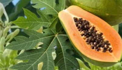17 Surprising Benefits of Papaya Flowers for Thriving Health After 30