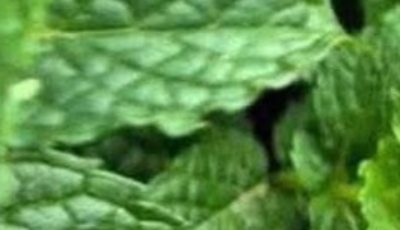 Peppermint juice with lemon: benefits, medicinal uses and how to prepare it correctly