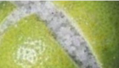 Boil Lemon Peels and Rejuvenate Your Health