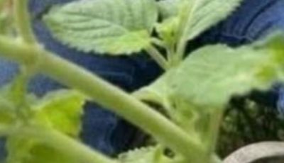 Dry Yeast for Plants: A Natural Plant Booster for Healthier Growth