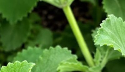 The “Vision Tree” for Blurry Eyes: Traditional Herb or Miracle Cure?