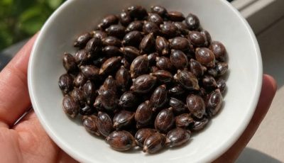 Apple Seeds and Cancer Claims: What Science Actually Says
