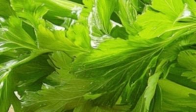 Cleanses the Liver 150 Times More Powerful Than Garlic and Lemon: Grandma’s Miracle Recipe