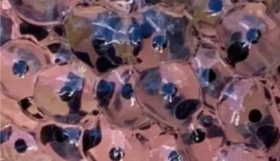 Farmer Stumbles Upon Mysterious Eggs in Field – Scientists Reveal Astonishing Truth