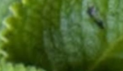 Oregano: Nature’s Small but Mighty Healer