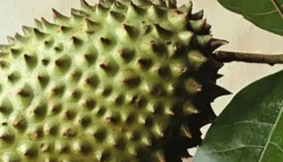 Soursop Leaves: 5 Traditional Ways to Use Them for Wellness and Daily Health Support