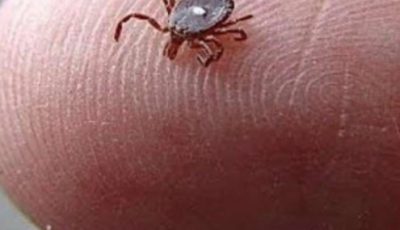 Here’s What to Do If You Spot a Lone Star Tick!!!!